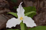 White trillium